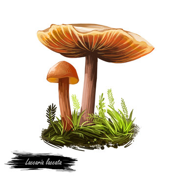 Laccaria laccata deceiver, waxy laccaria, white-spored species of small edible mushroom. Digital art illustration, natural food. Autumn harvest fungi on grass healthy organic meal. Clipart, web print