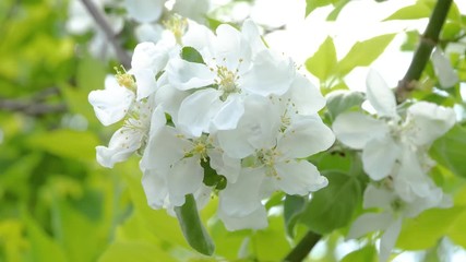 Beautiful apple tree branch. Close-up