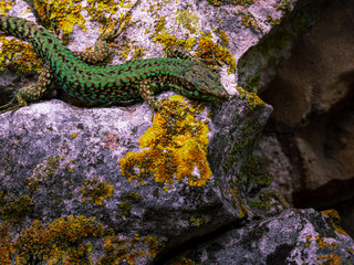 Gecko at stone wall in close up view