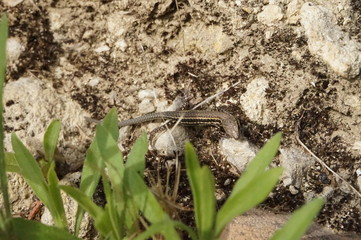 bébé lézard des murailles sur rocher - podarcis muralis