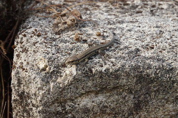jeune lézard des murailles sur rocher - reptile