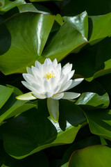 Fototapeta premium Nymphéa