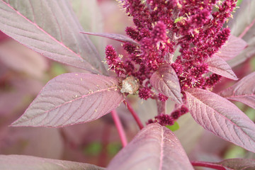 Brown Marmorated shield bug on Amaranthus plant in the field. Halyomorpha halys insect in a...