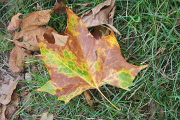 Yellow, brown and green Plane tree leaf on green grass. Platanus occidentalis leaf in the meadow