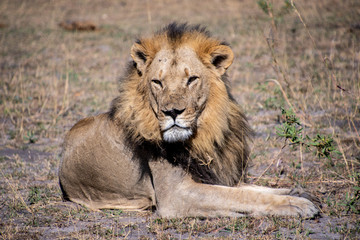 Male lions