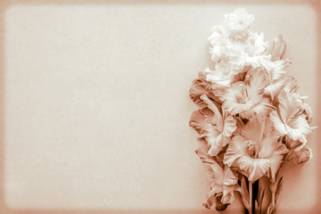 Gladiolus on a blank background left or right. In vintage style, top view