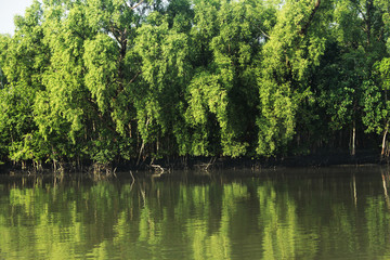 Fototapeta premium Sundarban