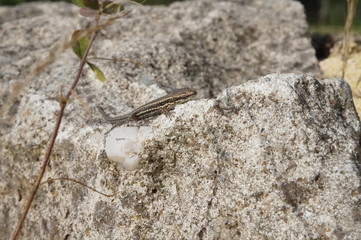 jeune lézard des murailles sur rocher - podarcis muralis