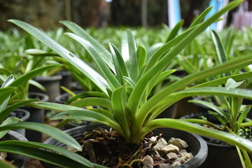 Obraz premium green plant in the garden