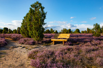 Lüneburger Heide