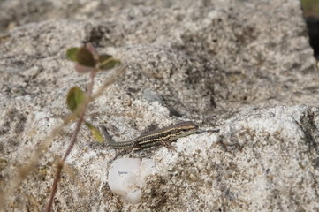 lézard des murailles sur rocher - podarcis muralis