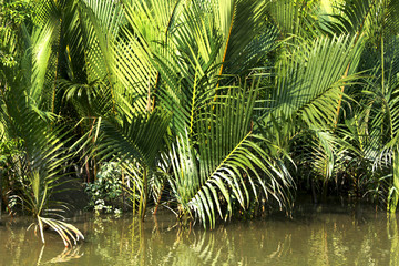 Sundarban
