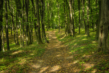 Fototapeta premium symetria drogi leśnej naturalny krajobraz krajobrazowy wczesną jesienią we wrześniu z lekko opadającymi liśćmi i zielonymi drzewami