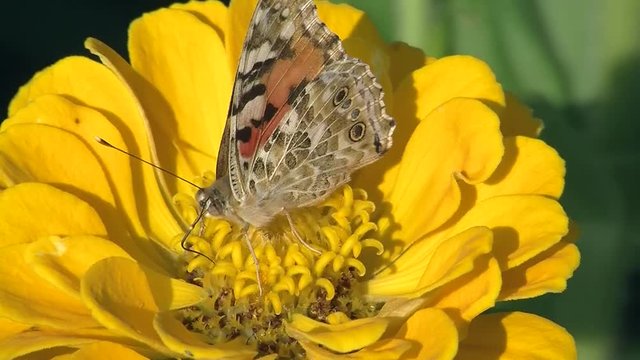 Ein Distelfalter krabbelt auf einer gelben Zinnienbl&uuml;te