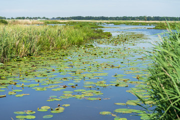 Obraz na płótnie Canvas Small stream in a nature area in Drenthe, Holland.