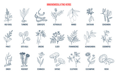Best medicinal herbs for the immune system