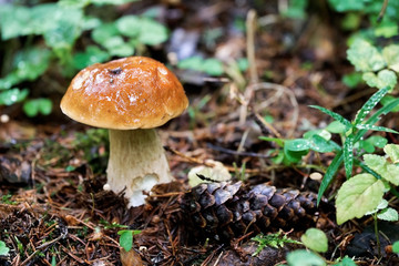 Edible mushroom boletus edulis growing in the forest in summer