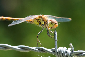 libellule ©  - Erick M - 