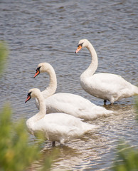 Obraz premium Cygne