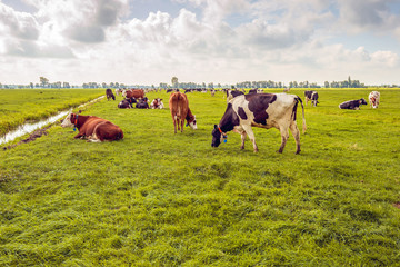 Grazing and ruminating cows