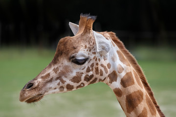Close up of the head of a giraffe against green background