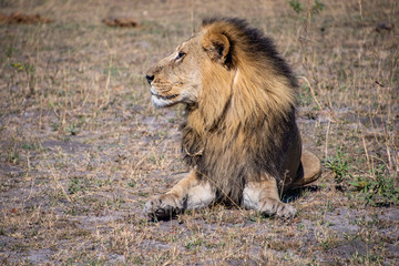 Male lions