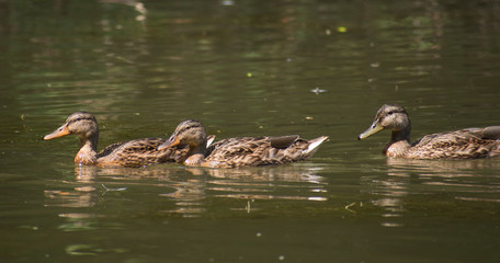 canards