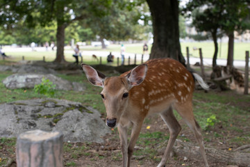 Naklejka na ściany i meble Wild sika deer in Nara park, Japan
