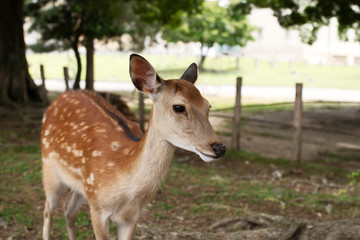 Wild sika deer in Nara park, Japan