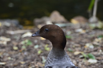 duck