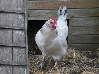 Great white hen Sussex in front of her henhouse staring at us