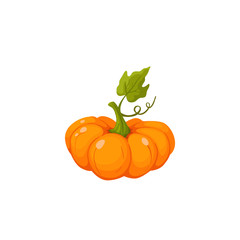 pumpkin vector illustration