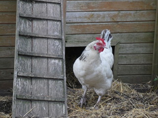 Great white hen Sussex near a ladder in her enclosure