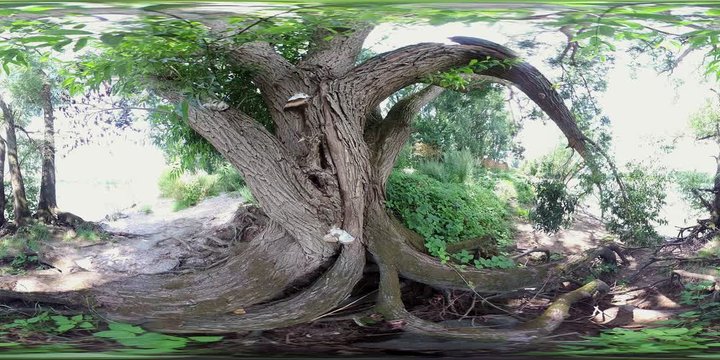 VR360, Flusslandschaft am Rhein, Auwald bei Gernsheim, Hessen, VR 360, 360VR, VR
