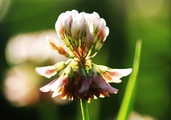 Kleeblüten