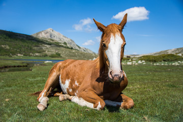 Cheval, Lac de nino, Corsica, France