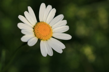 Margeriten