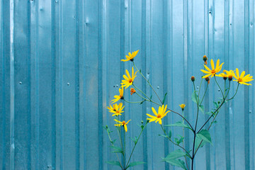 Yellow flowers over gray fence background. Nature background with a lot of copy space for text. Abstract  colorful background. 