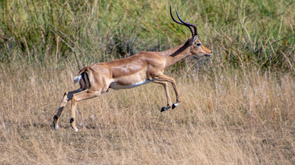 Impala running