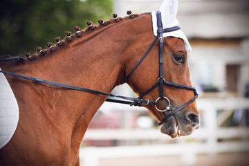 Portrait of a red horse in a bridle and white ears, which performs at equestrian competitions in the summer and runs on a sandy arena with a white fence.