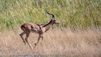 Impala running