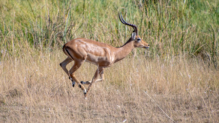 Impala running