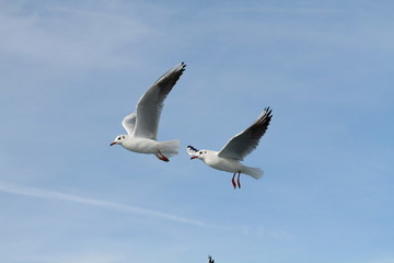 Fototapeta premium Seagulls try to catch food that people throwing from ship