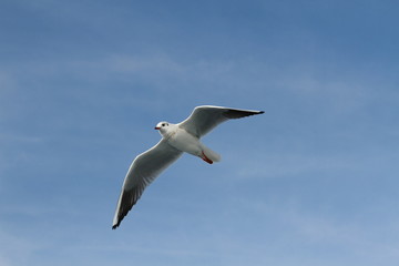 Seagulls try to catch food that people throwing from ship