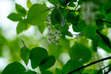 Fototapeta na wymiar Flowering tree