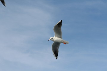 Seagulls try to catch food that people throwing from ship