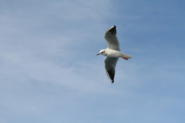 Seagulls try to catch food that people throwing from ship