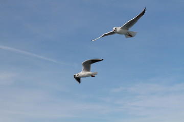 Fototapeta premium Seagulls try to catch food that people throwing from ship