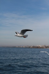 Seagulls try to catch food that people throwing from ship