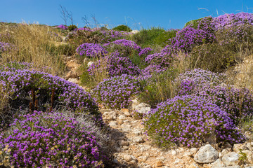 Mediterranean scrub flora: thyme bushes with purple flowers. - Cala Galera, Island of Lampedusa, Agrigento, Sicily, Italy